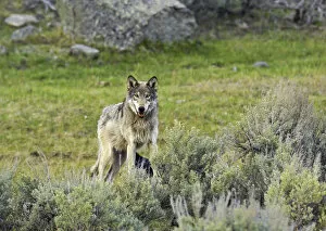 Images Dated 19th May 2008: Grey Wolf (Canis lupus) Yellowstone National Park, Wyoming, USA, May