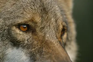 Wolves Prints: Grey wolf female head portrait, Carpathian mtns, Romania, captive