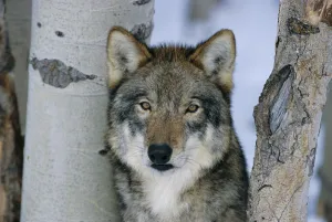 Wolves Prints: Grey wolf head portrait {Canis lupus} US Captive