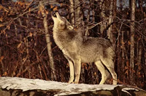 Carnivores Gallery: Grey wolf howling, USA