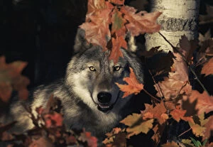 Grey wolf portrait with autumn leaves {Canis lupus} captive, USA