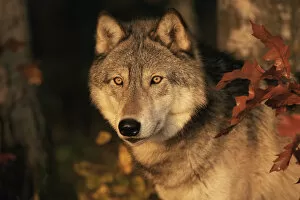 Images Dated 15th March 2006: Grey wolf portrait {Canis lupus} captive, USA
