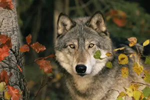 Grey wolf portrait {Canis lupus} USA captive