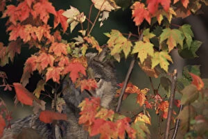 Grey wolf portrait hidden behind autumn leaves {Canis lupus} captive, USA