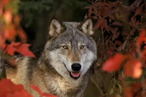 Grey wolf portrait, Minnesota, USA. Captive