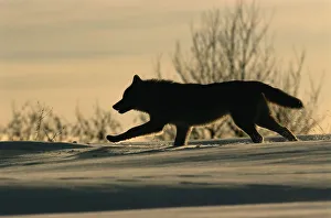 Wolves Prints: Grey wolf running silhouetted {Canis lupus} Toropets, Russia