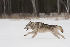 Grey wolf running in snow (Canis lupus), Minnesota, USA. January. Controlled situation