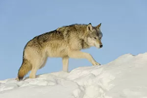 Grey wolf in snow (Canis lupus), Minnesota, USA. January. Controlled situation