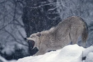 Grey wolf stretching & yawning (Canis lupus) captive
