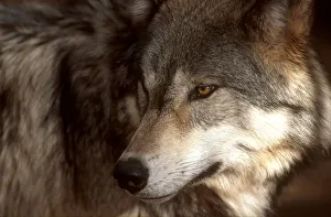 Wolves Prints: Grey wolf, USA