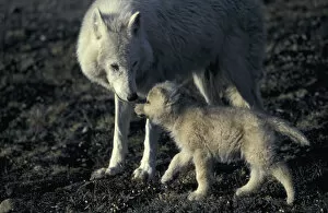 Images Dated 24th March 2004: Grey wolf white Arctic form wild (Canis lupus) pup begging for food from mother
