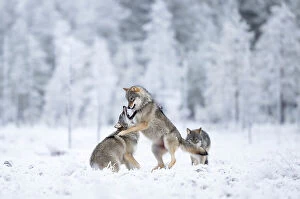 Cool Coloured Woodlands Collection: Two Grey wolves (Canis lupus) play fighting in snow, Finland. November
