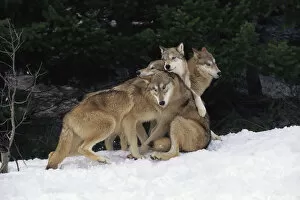 Images Dated 15th March 2006: Grey wolves playing in snow {Canis lupus} captive, USA