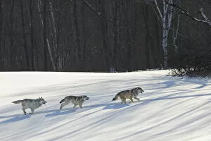2020 March Highlights Collection: Grey wolves running in snow (Canis lupus), Minnesota, USA. January
