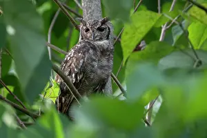 Bubo Prints: Greyish eagle owl (Bubo cinerascens) perched in tree, Faraba Banta, The Gambia