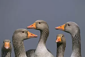 Anser Gallery: Greylag geese (Anser anser). Cley, Norfolk, UK, March. Digital composite