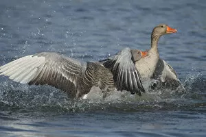 Images Dated 27th March 2017: Greylag geese (Anser anser) fighting, Antwerpen, Belgium, March