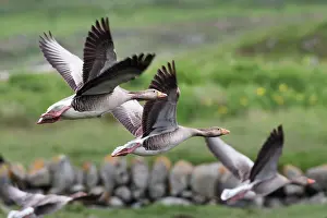 Anatidae Prints: Three Greylag geese (Anser anser) in flight