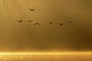 Natural Light Prints: Greylag geese (Anser anser) in flight over water on a misty morning