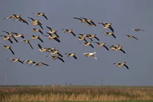 Wetlands Prints: Greylag geese (Anser anser) flock in flight and single white plumage bird, Norfolk, UK