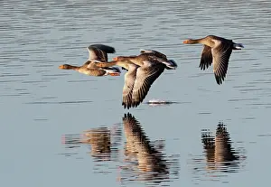 Northumberland Prints: Four Greylag geese (Anser anser) flying low over lake