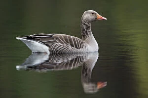 Images Dated 20th May 2010: Greylag goose (Anser anser) adult on water, Scotland, UK, May 2010