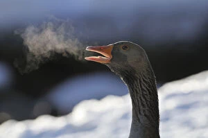 Greylag Goose (Anser anser) calling at dawn with steaming breath. Scotland, December
