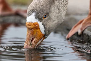 Greylag goose (Anser anser) drinking water from puddle close-up, Apollo Bay, Victoria