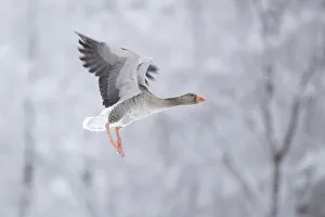 Greylag goose (Anser anser) flying, Glenfeshie, Cairngorms National Park, Scotland