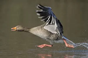 Greylag goose (Anser anser) taking flight from lake. Southern Norway. March