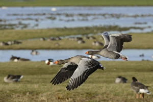Anser Gallery: Greylag goose pair (Anser anser) in flight over flooded pastureland with many grazing wildfowl