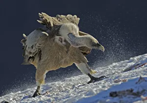 Griffon vulture (Gyps fulvus) at feeding site, Cebollar, Torla, Aragon, Spain, November