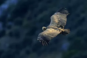Griffon vulture (gyps fulvus in flight) Andalusia, Spain, March