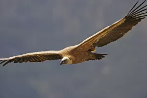 Andorra Gallery: Griffon vulture (Gyps fulvus) in flight, Andorra, June 2009