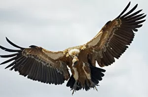 Images Dated 19th April 2009: Griffon vulture (Gyps fulvus) in flight, Extremadura, Spain, April 2009