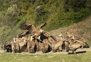 Turbulent Prints: Griffon vulture (Gyps fulvus) flock feeding and squabbling over a sheep carcass