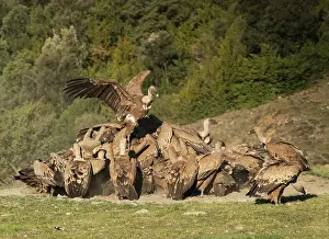 Turbulent Prints: Griffon vulture (Gyps fulvus) flock feeding and squabbling over a sheep carcass