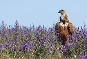 Images Dated 22nd April 2009: Griffon vulture (Gyps fulvus) amongst flowers, Extremadura, Spain, April 2009