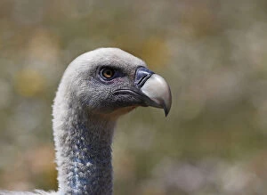 Griffon vulture (Gyps fulvus) head portrait, Extremadura, Spain, April 2009
