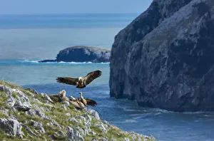 Four Prints: Griffon vulture (Gyps fulvus) landing amongst other vultures on cliff above sea