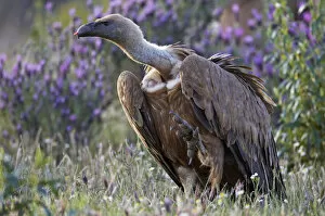 Griffon vulture (Gyps fulvus) lifting leg with small piece of flesh on beak, Extremadura