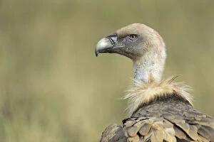 Spain Collection: Griffon vulture (Gyps fulvus) portrait, Serra de Beumort, Gerri de la Sal, Catalonia