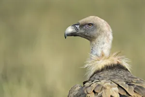 Spain Collection: Griffon vulture (Gyps fulvus) portrait, Serra de Beumort, Gerri de la Sal, Catalonia