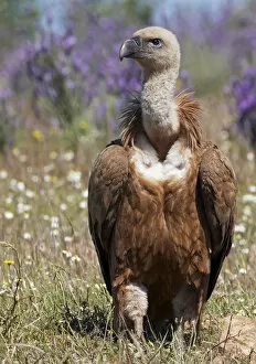 Images Dated 22nd April 2009: Griffon vulture (Gyps fulvus) portrait, Extremadura, Spain, April 2009
