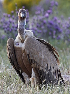 Images Dated 23rd April 2009: Griffon vulture (Gyps fulvus) portrait, Extremadura, Spain, April 2009