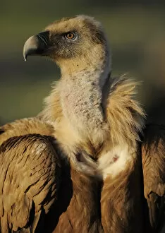 Griffon vulture (Gyps fulvus) portrait, Montejo de la Vega, Segovia, Castilla y Leon
