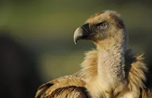Griffon vulture (Gyps fulvus) portraits, Montejo de la Vega, Segovia, Castilla y Leon