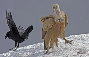 Images Dated 13th November 2008: Griffon vulture (Gyps fulvus) and Raven (Corvus corax) in snow, Cebollar, Torla, Aragon