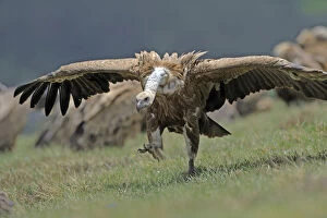 Wings Gallery: Griffon vulture (Gyps fulvus) running with wings stretched, Andorra, June 2009