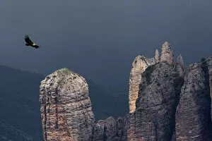 Griffon vulture (Gyps fulvus) soaring over Los Mallos de Riglos, Huesca province, Aragon